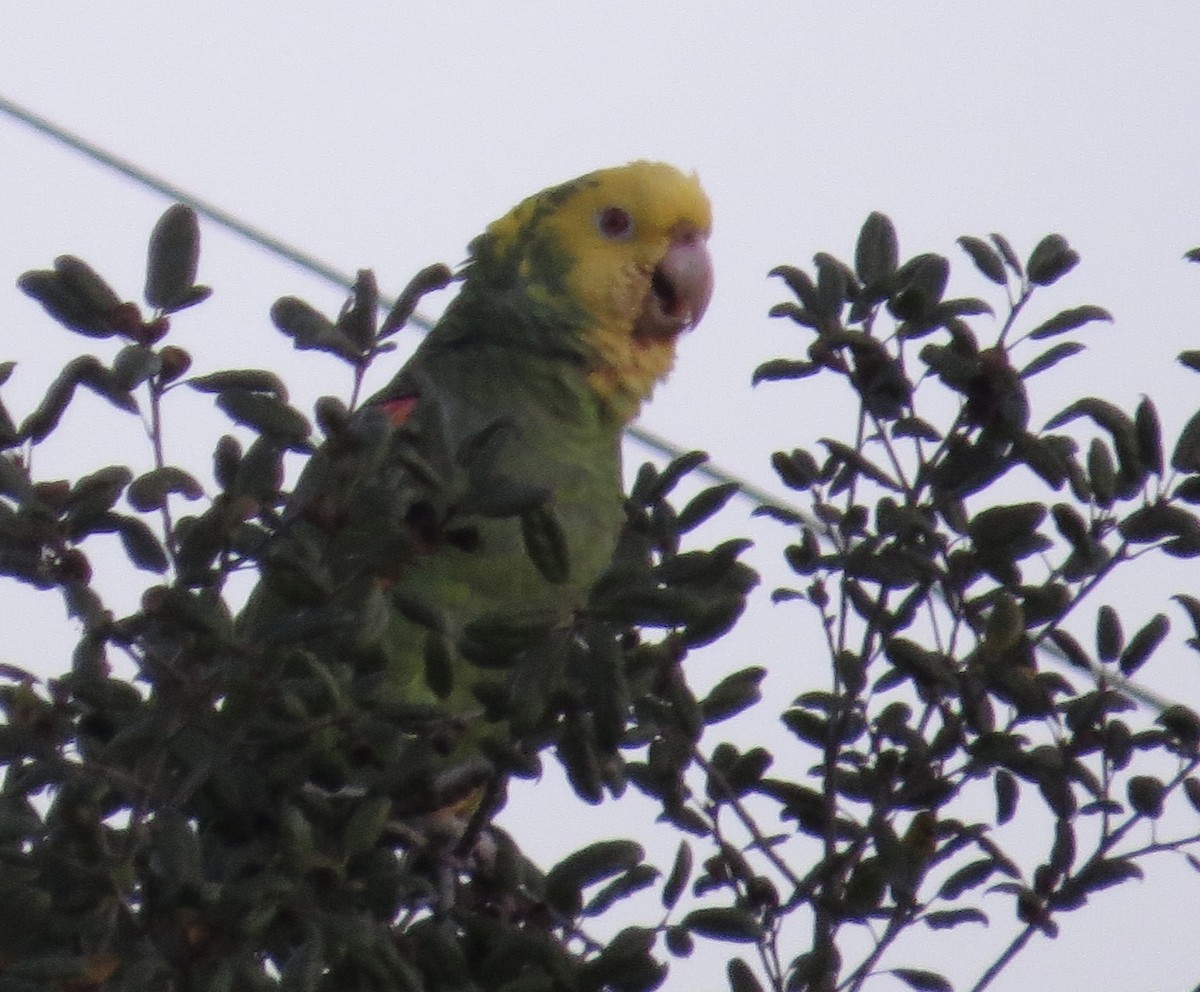 Yellow-headed Amazon - ML646199315