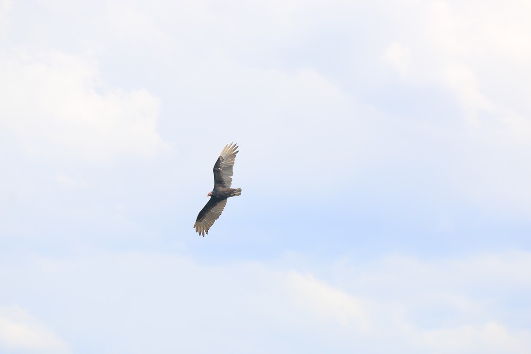 Turkey Vulture - ML646199316