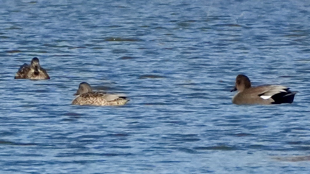 Ipar-ahatea - ML646199317