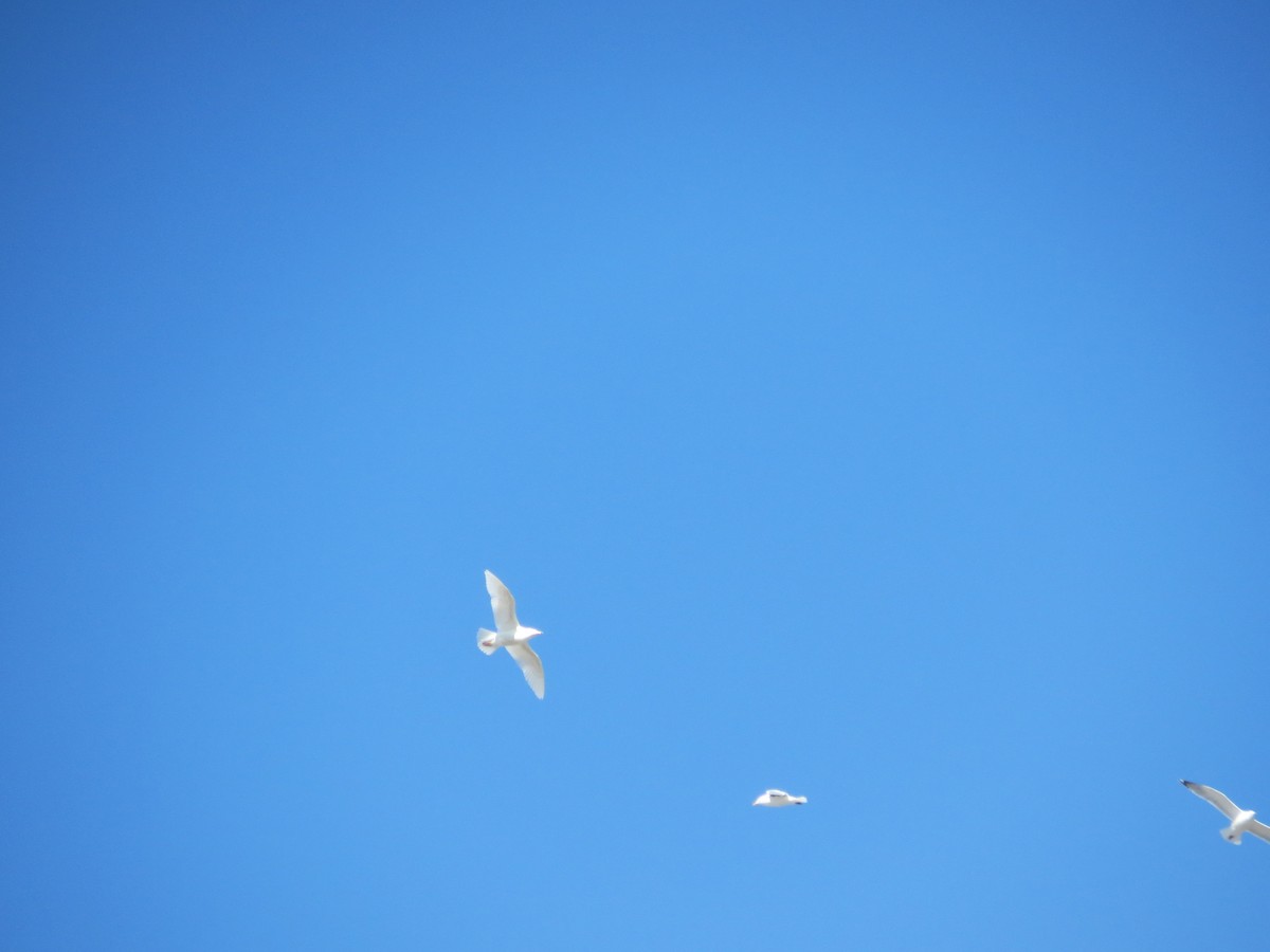 Glaucous Gull - ML646199318