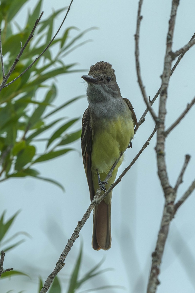 Sarı Karınlı Sinekkapan - ML646199321