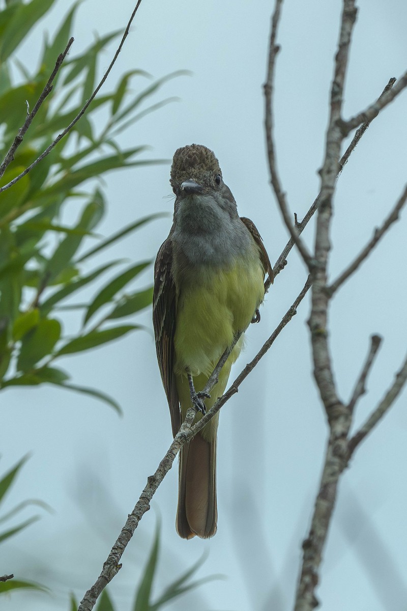 Sarı Karınlı Sinekkapan - ML646199322