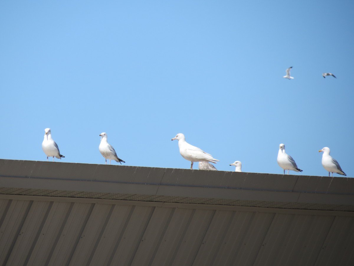 Glaucous Gull - ML646199326