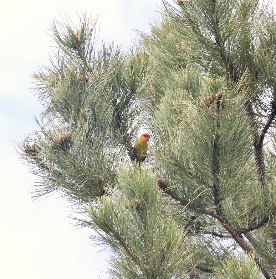 Western Tanager - ML646199333