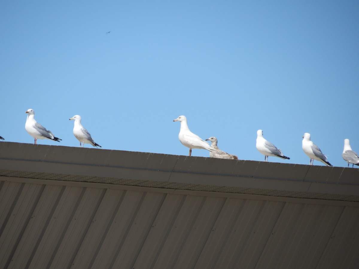 Glaucous Gull - ML646199334