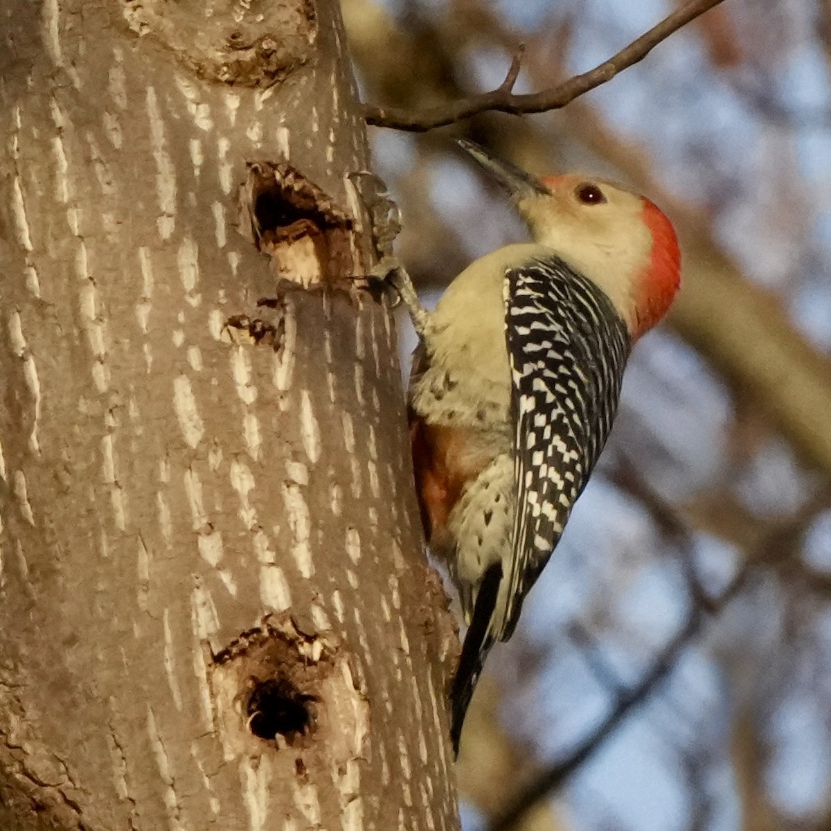 Red-bellied Woodpecker - ML646199340