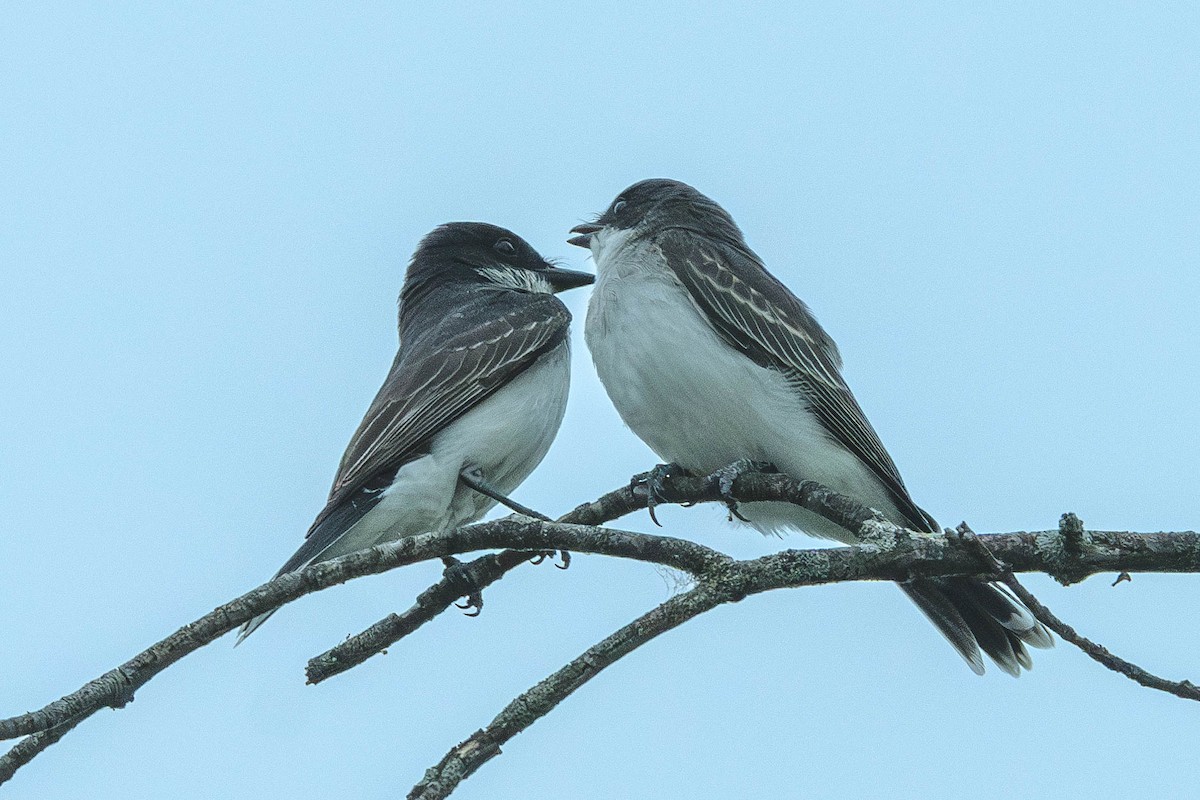 Tirano Oriental - ML646199341