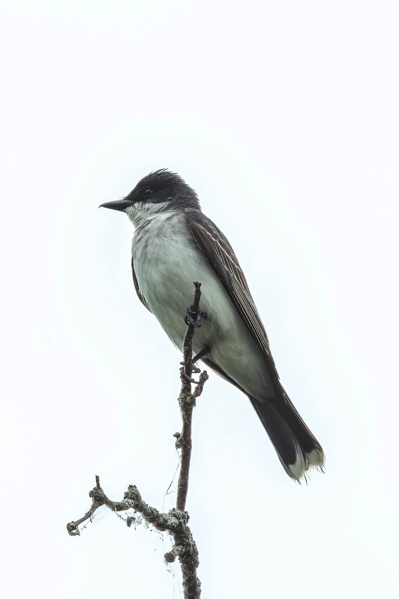 Tirano Oriental - ML646199342