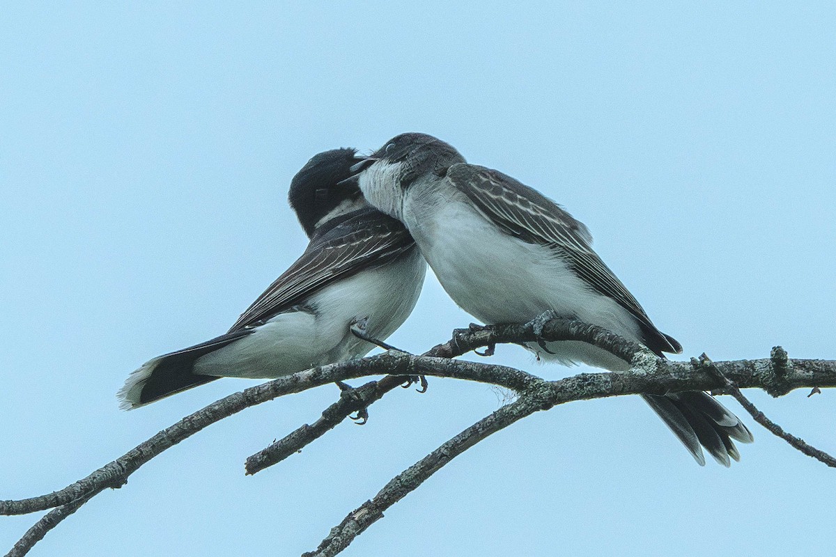 Tirano Oriental - ML646199343