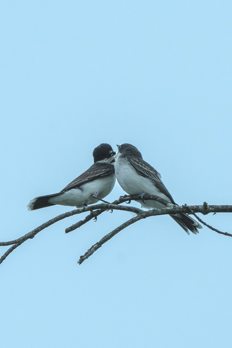 Tirano Oriental - ML646199344