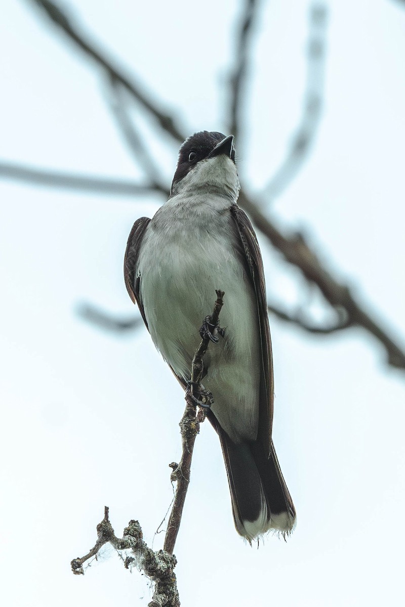 Tirano Oriental - ML646199345