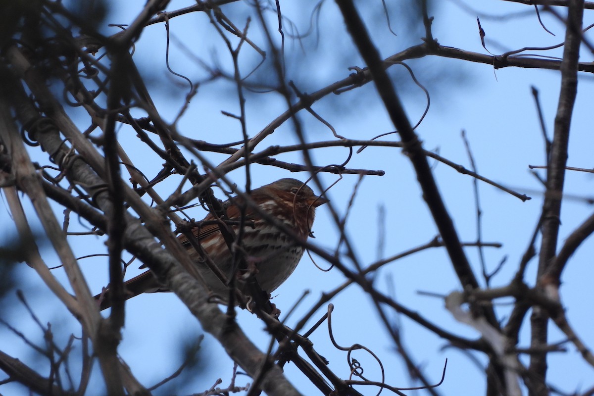 Fox Sparrow - ML646199350