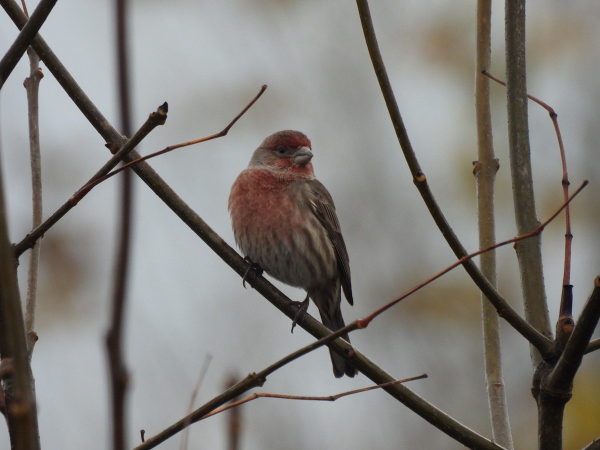 House Finch - ML646199357
