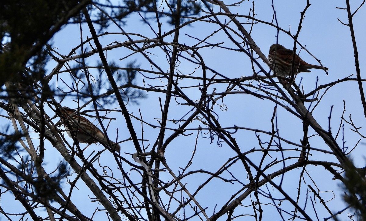 Fox Sparrow - ML646199358