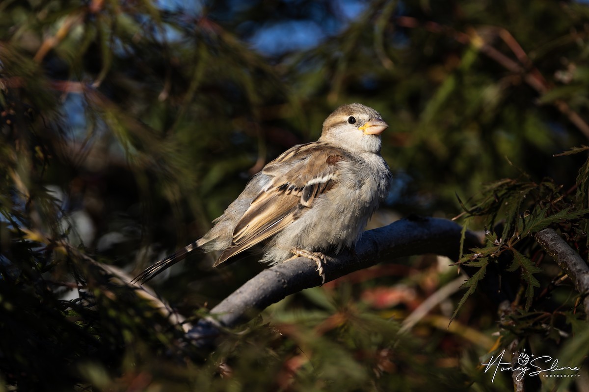 House Sparrow - ML646199361