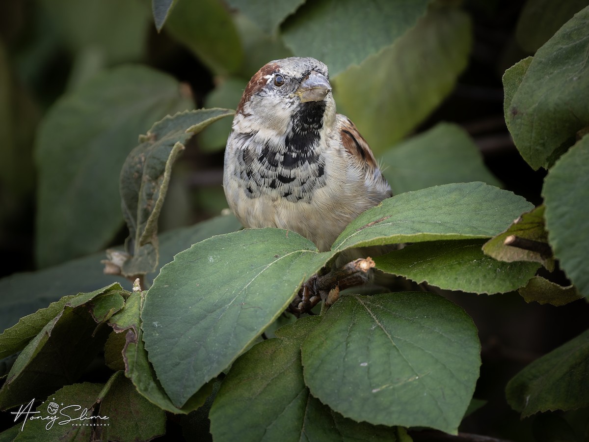 House Sparrow - ML646199362