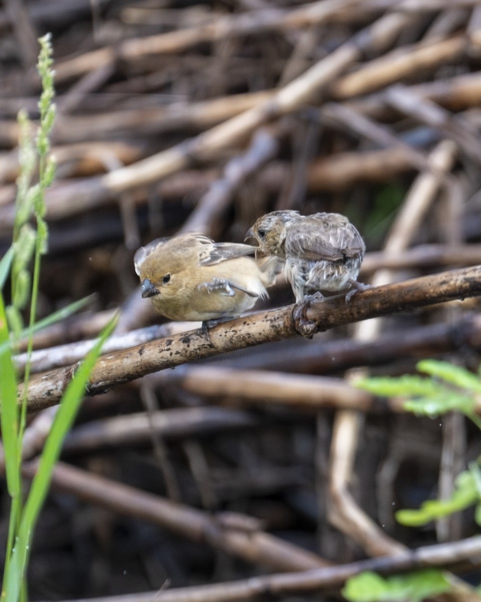 Indigo Bunting - ML646199363