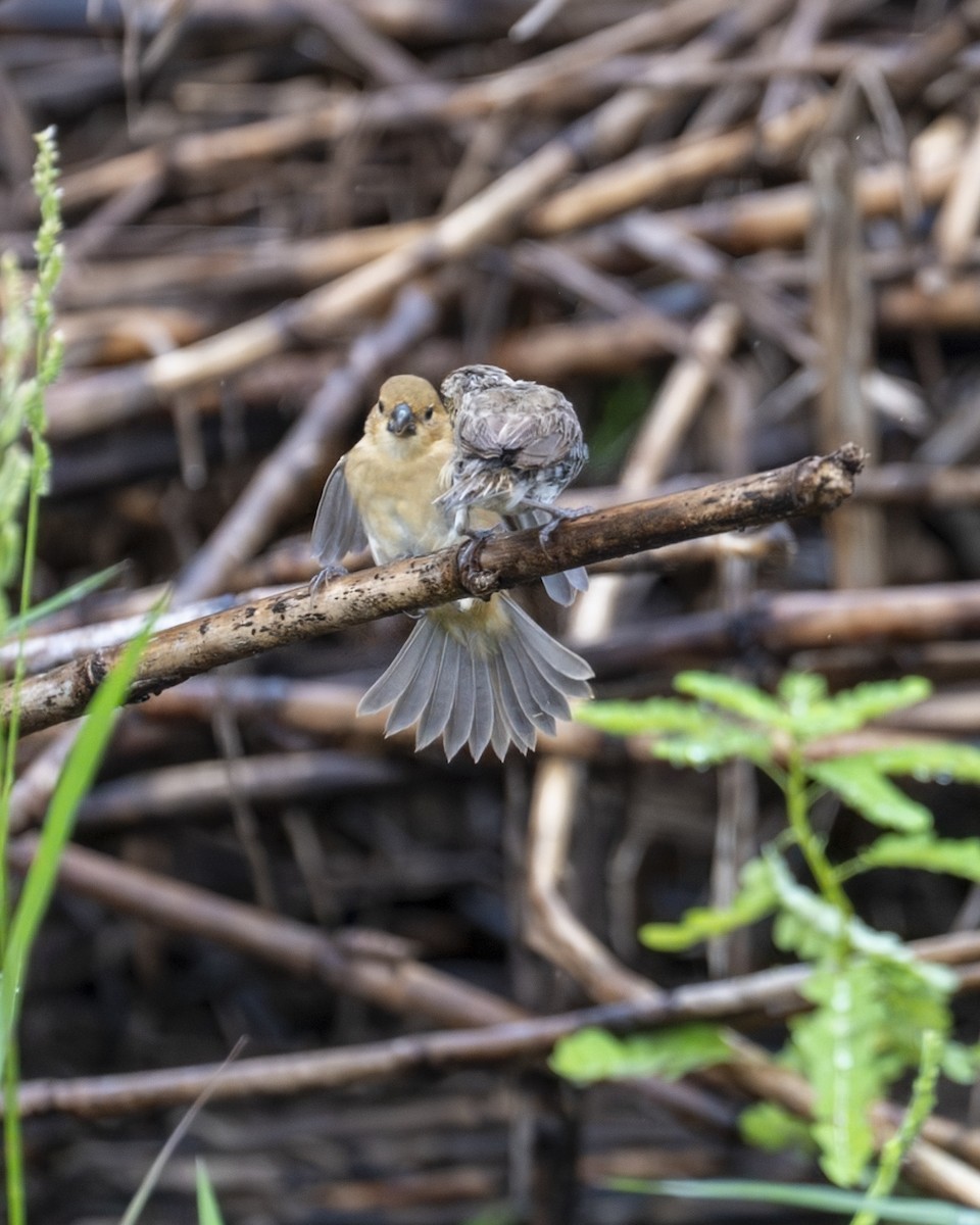 Indigo Bunting - ML646199364