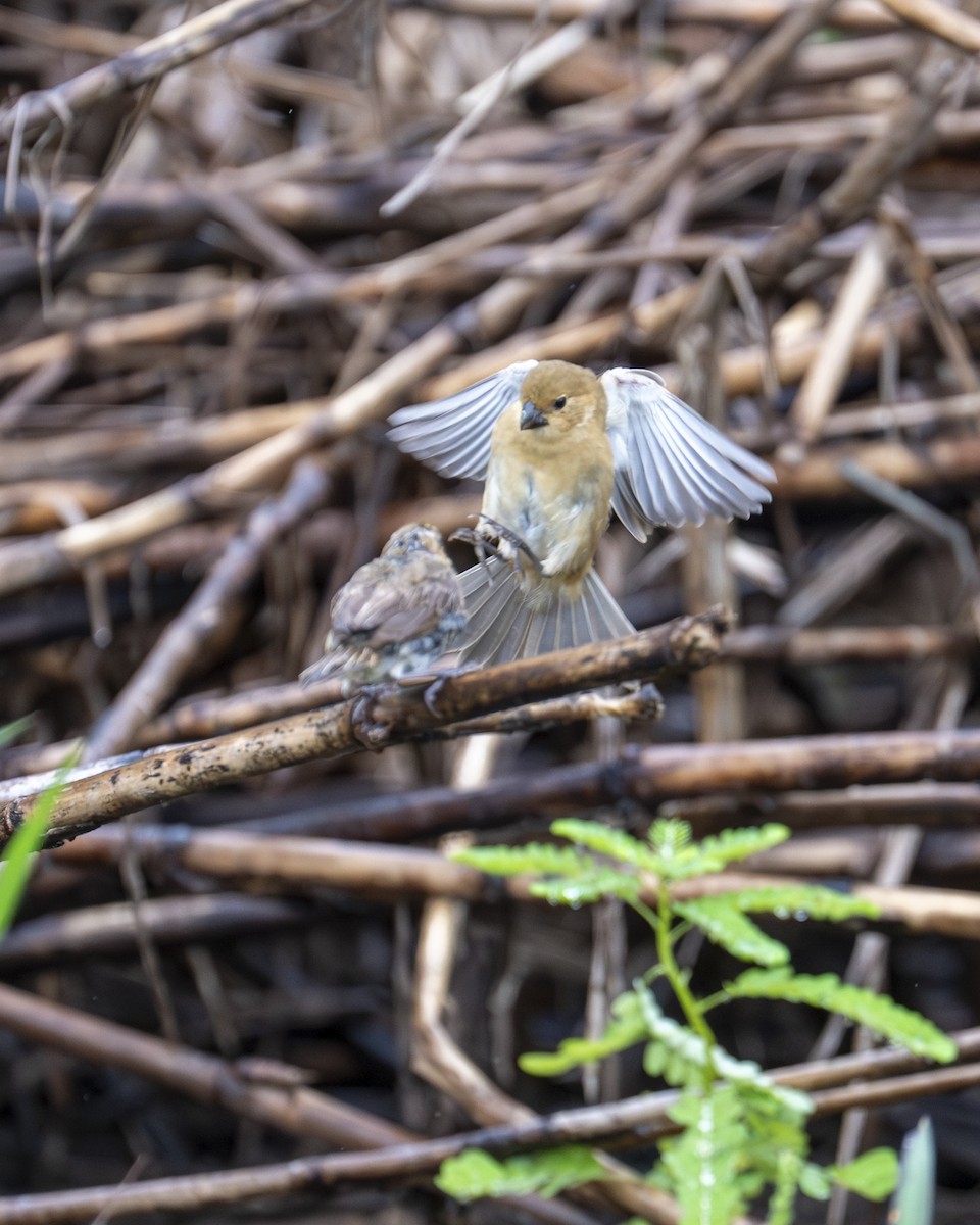 גיבתונית כחולה - ML646199365