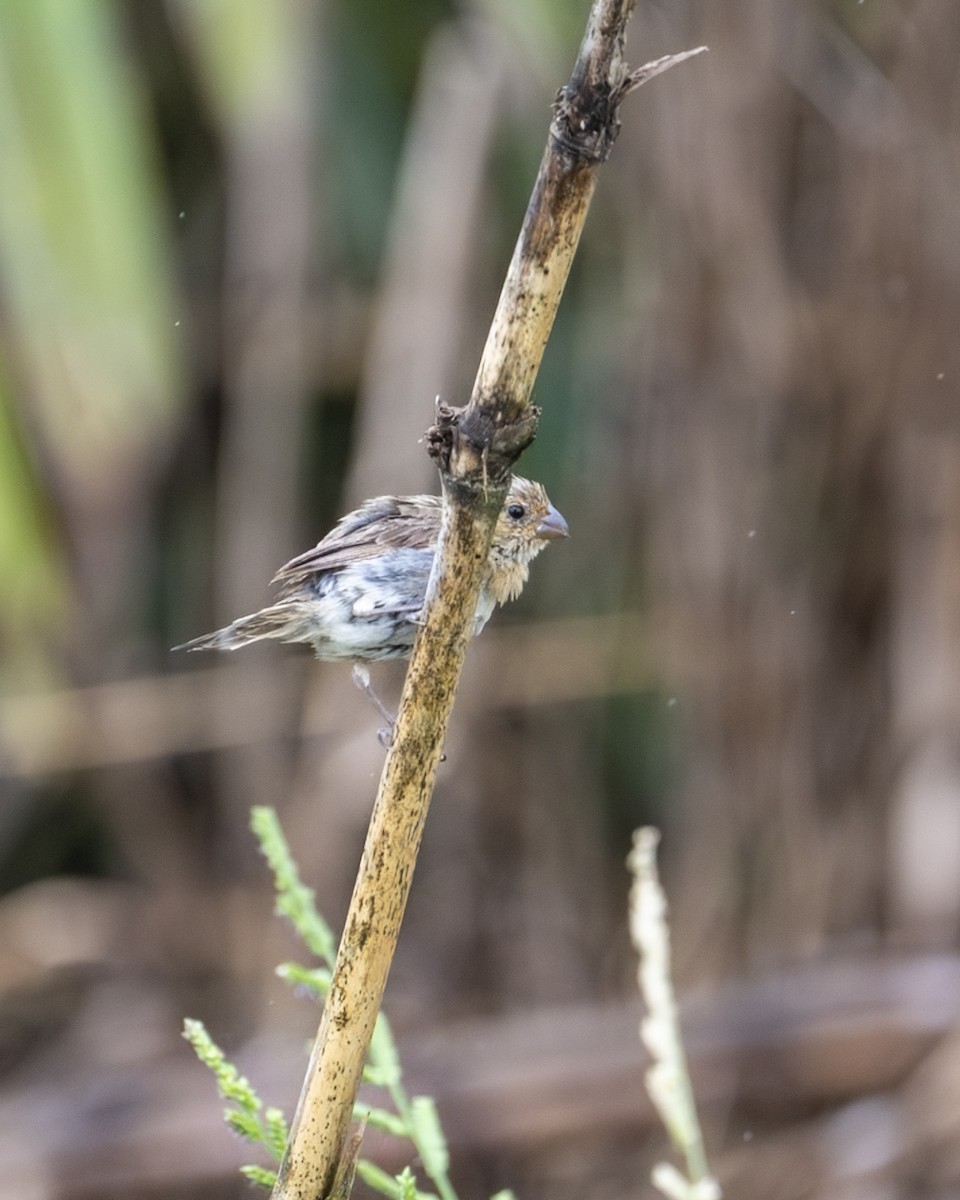 Indigo Bunting - ML646199366