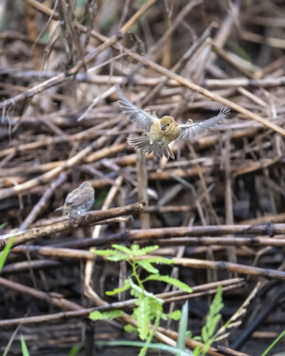 גיבתונית כחולה - ML646199367