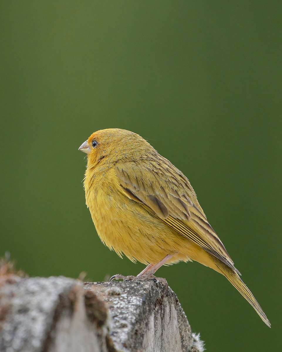 Saffron Finch - ML646199370