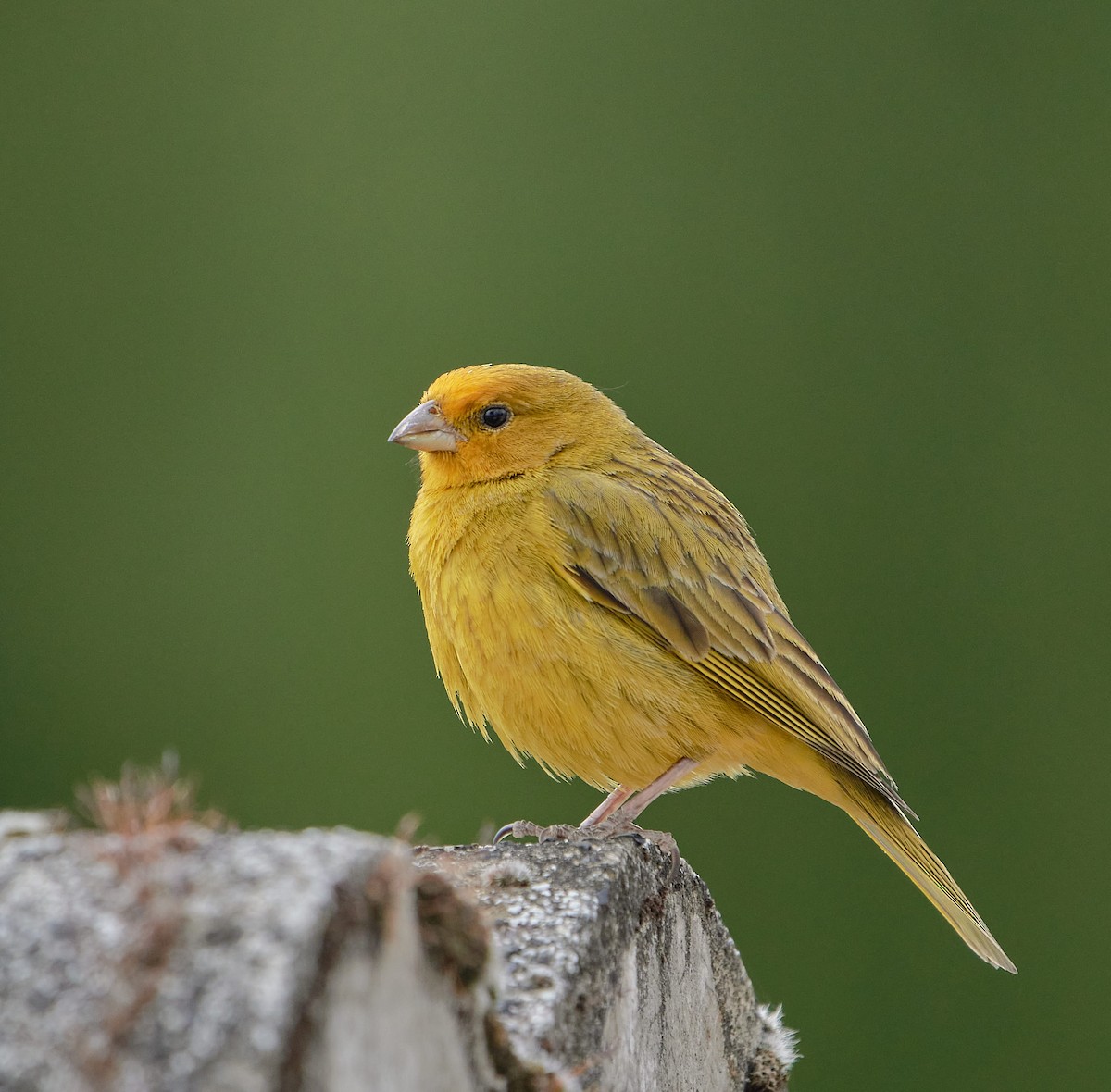 Saffron Finch - ML646199371