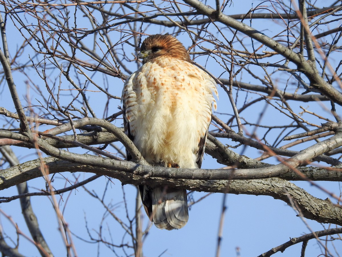 Red-shouldered Hawk - ML646199372