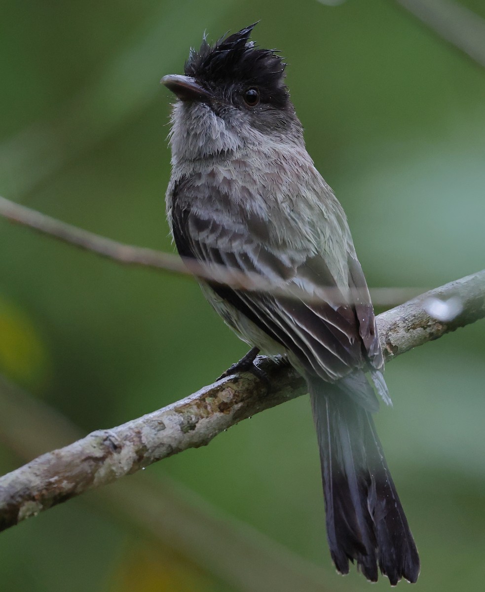 Sibilant Sirystes - ML646199378