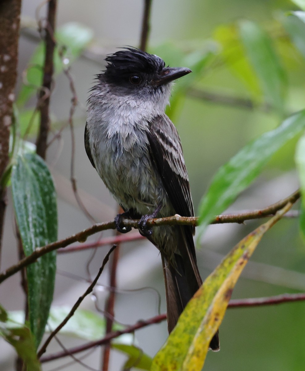 Sibilant Sirystes - ML646199379