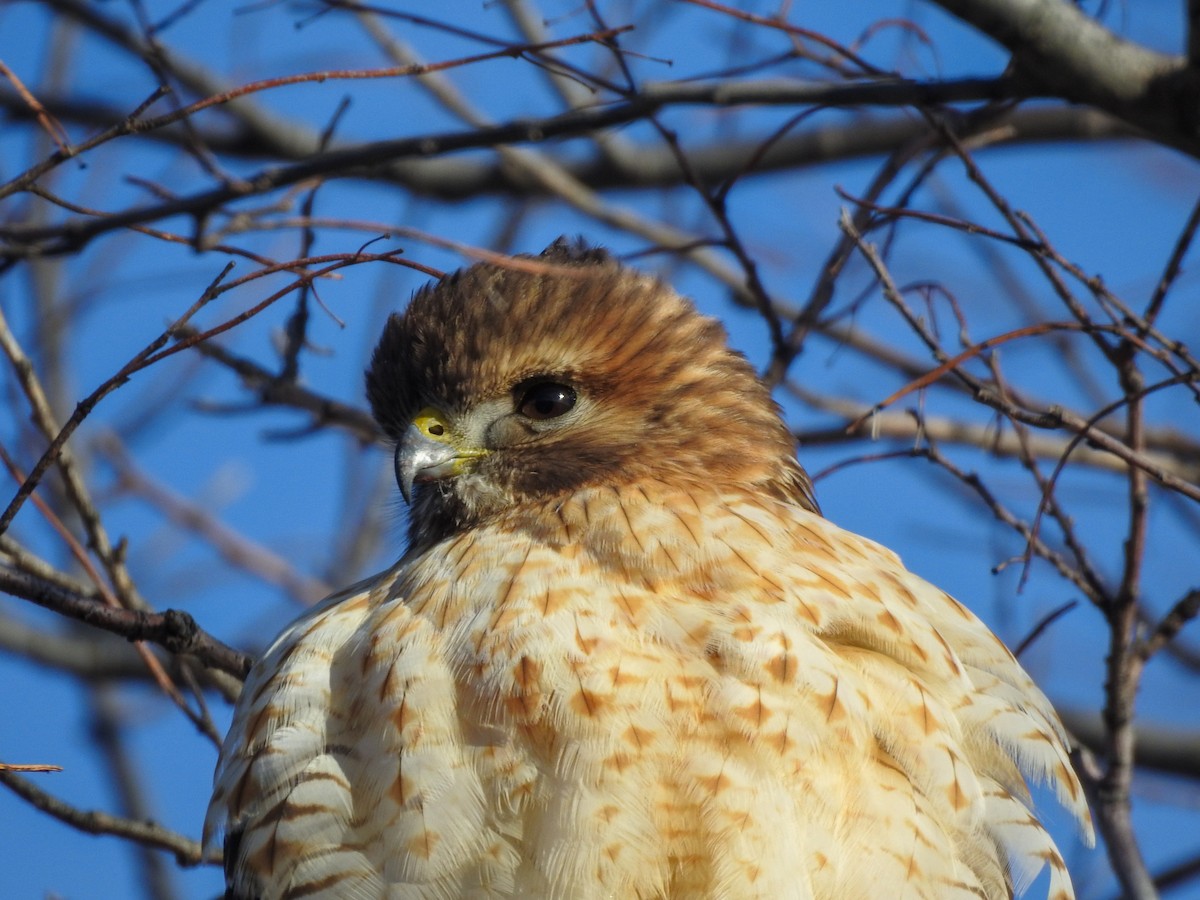 Red-shouldered Hawk - ML646199380