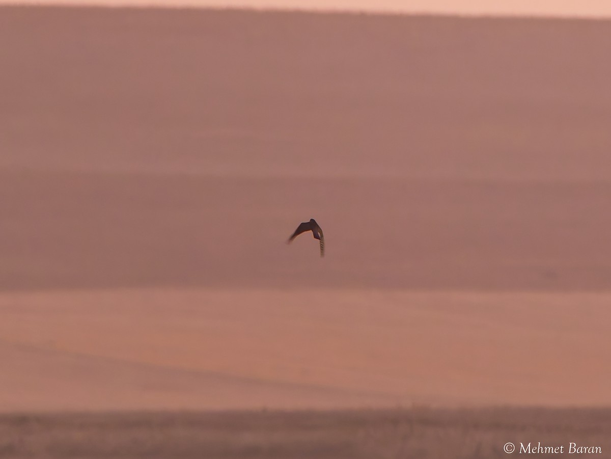 Eurasian Sparrowhawk - ML646199381