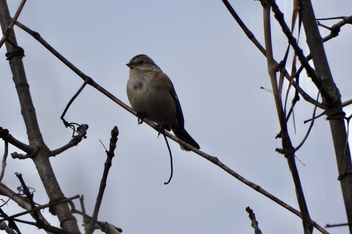 American Tree Sparrow - ML646199382