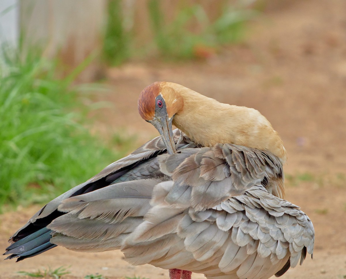 Black-faced Ibis - ML646199383