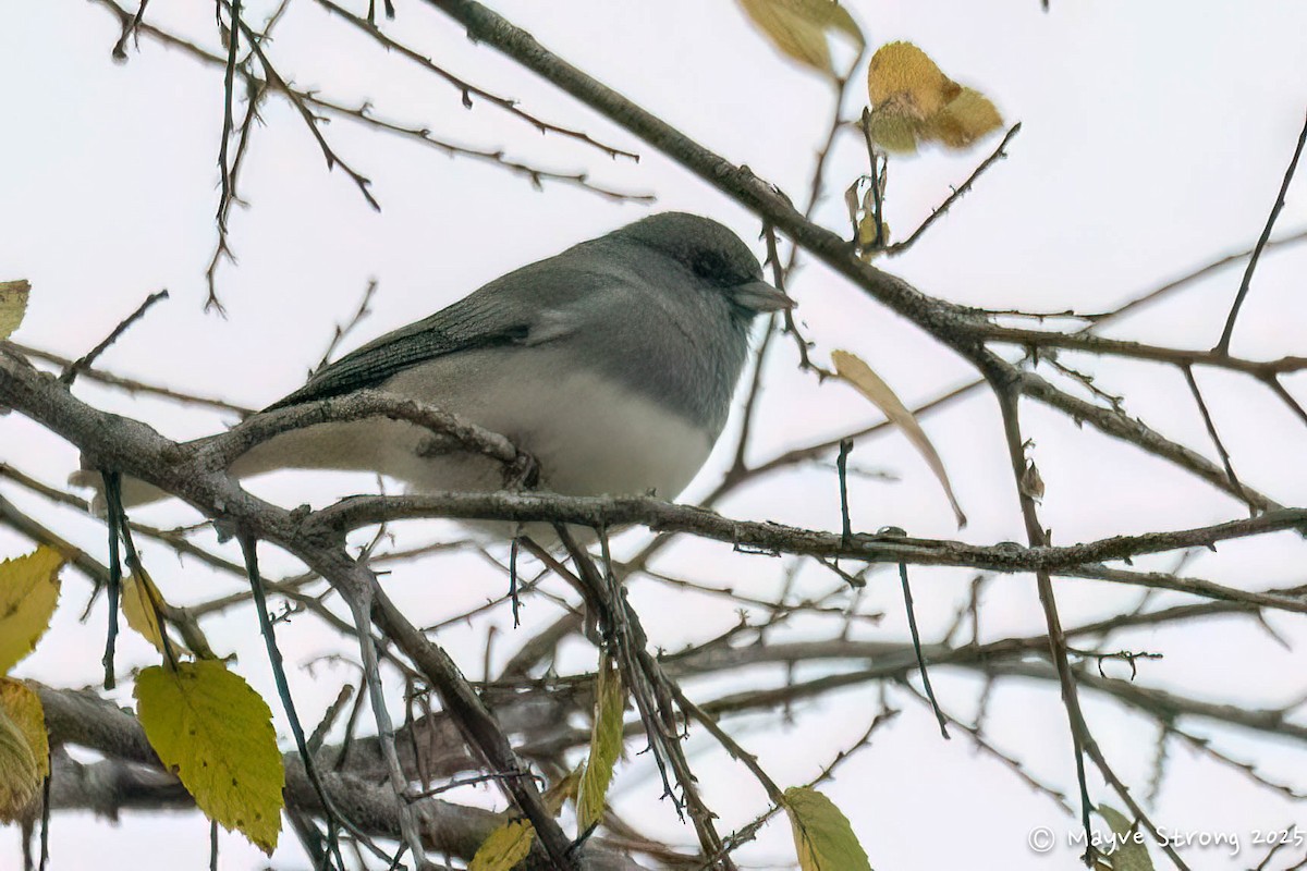 יונקו כהה-עין - ML646199385