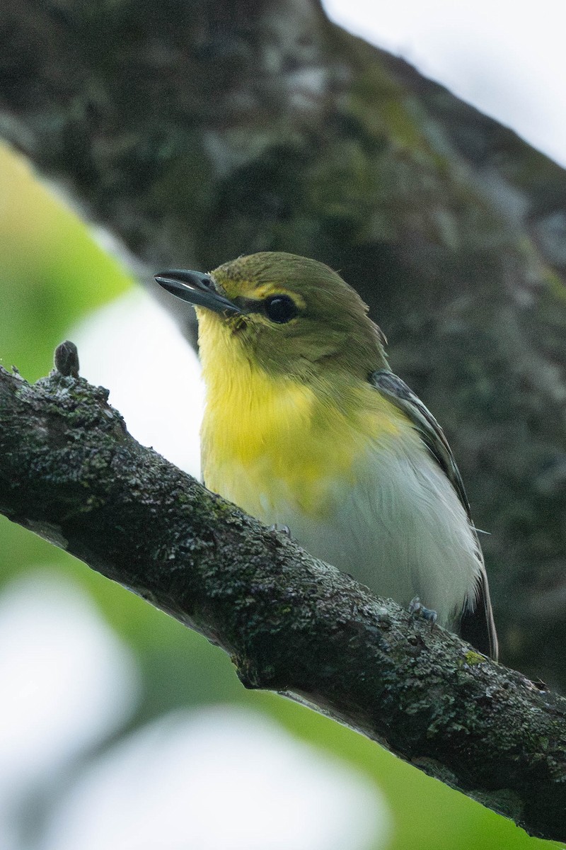 ויראו צהוב-גרון - ML646199387