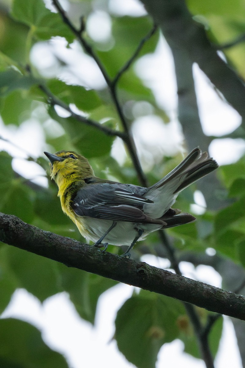 ויראו צהוב-גרון - ML646199388