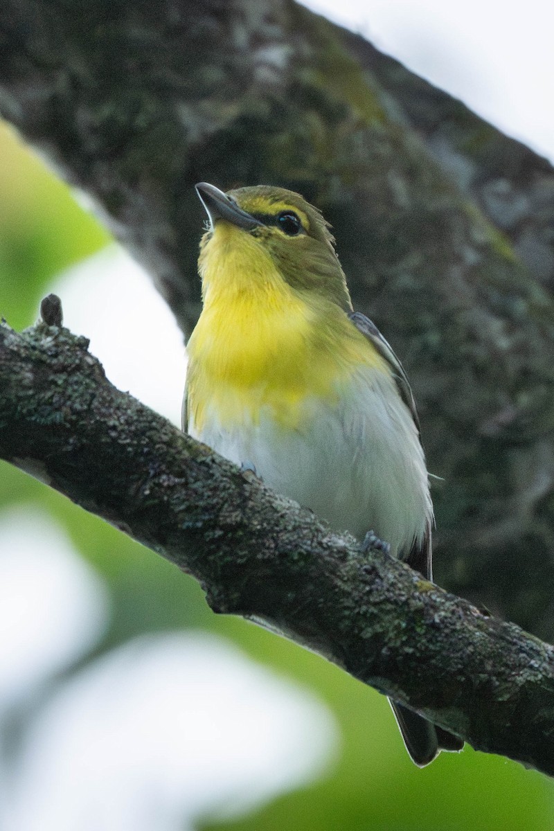ויראו צהוב-גרון - ML646199389