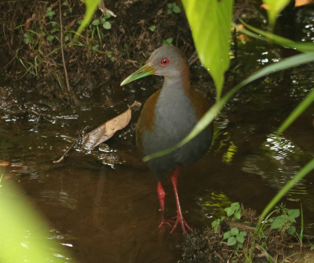 Slaty-breasted Wood-Rail - ML646199392