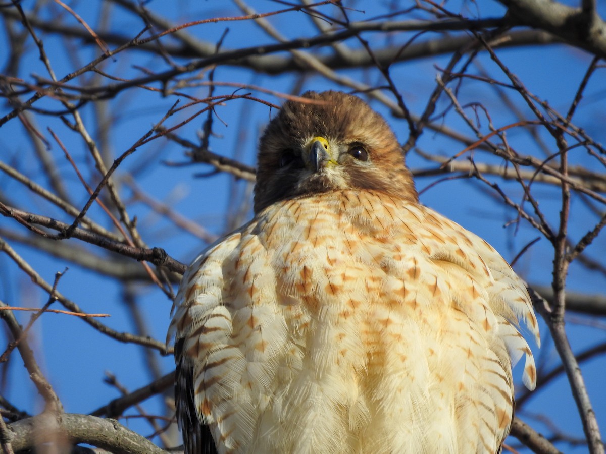 Red-shouldered Hawk - ML646199394