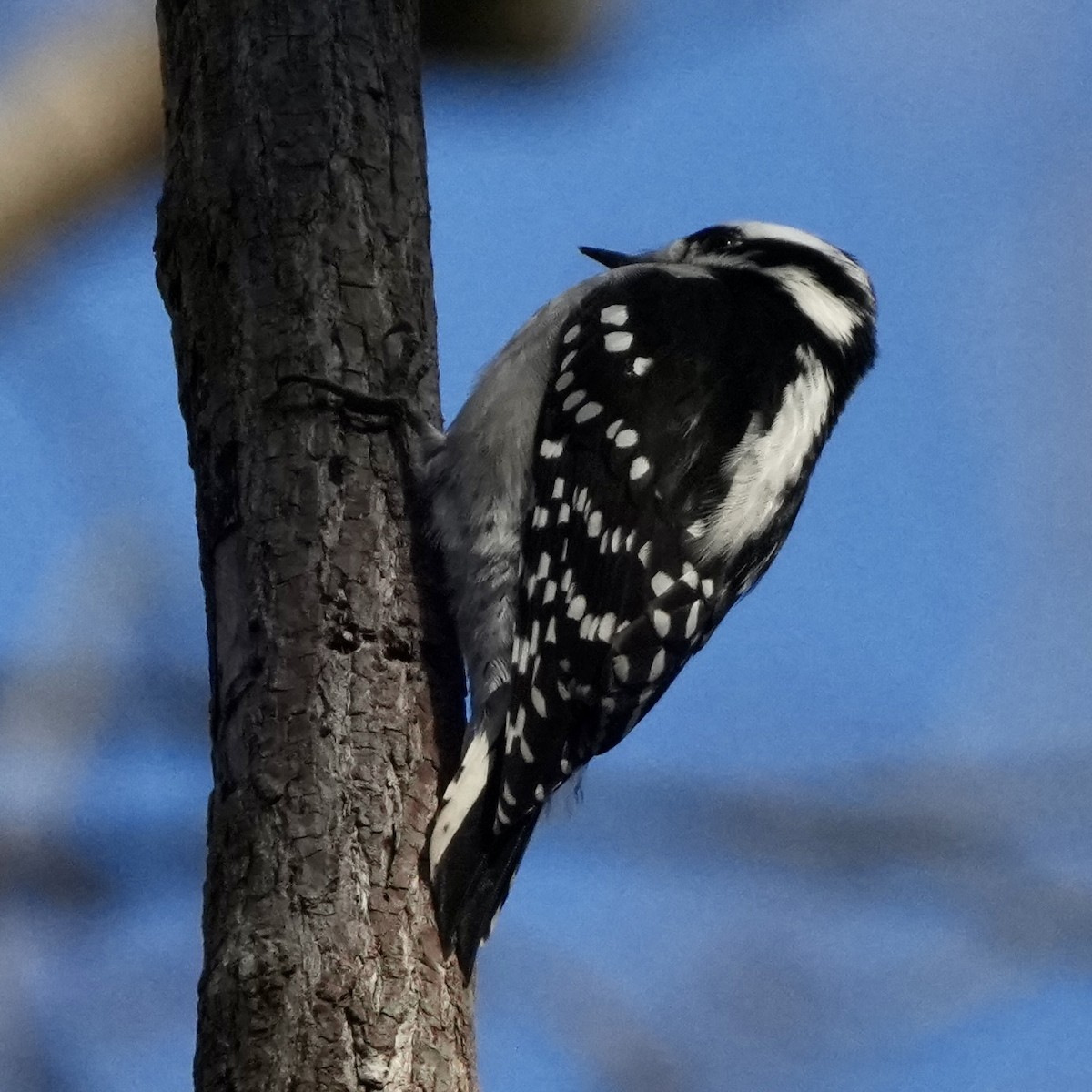 Downy Woodpecker - ML646199396