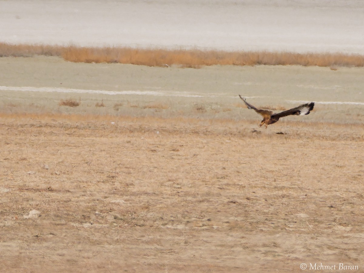 עקב עיטי - ML646199397