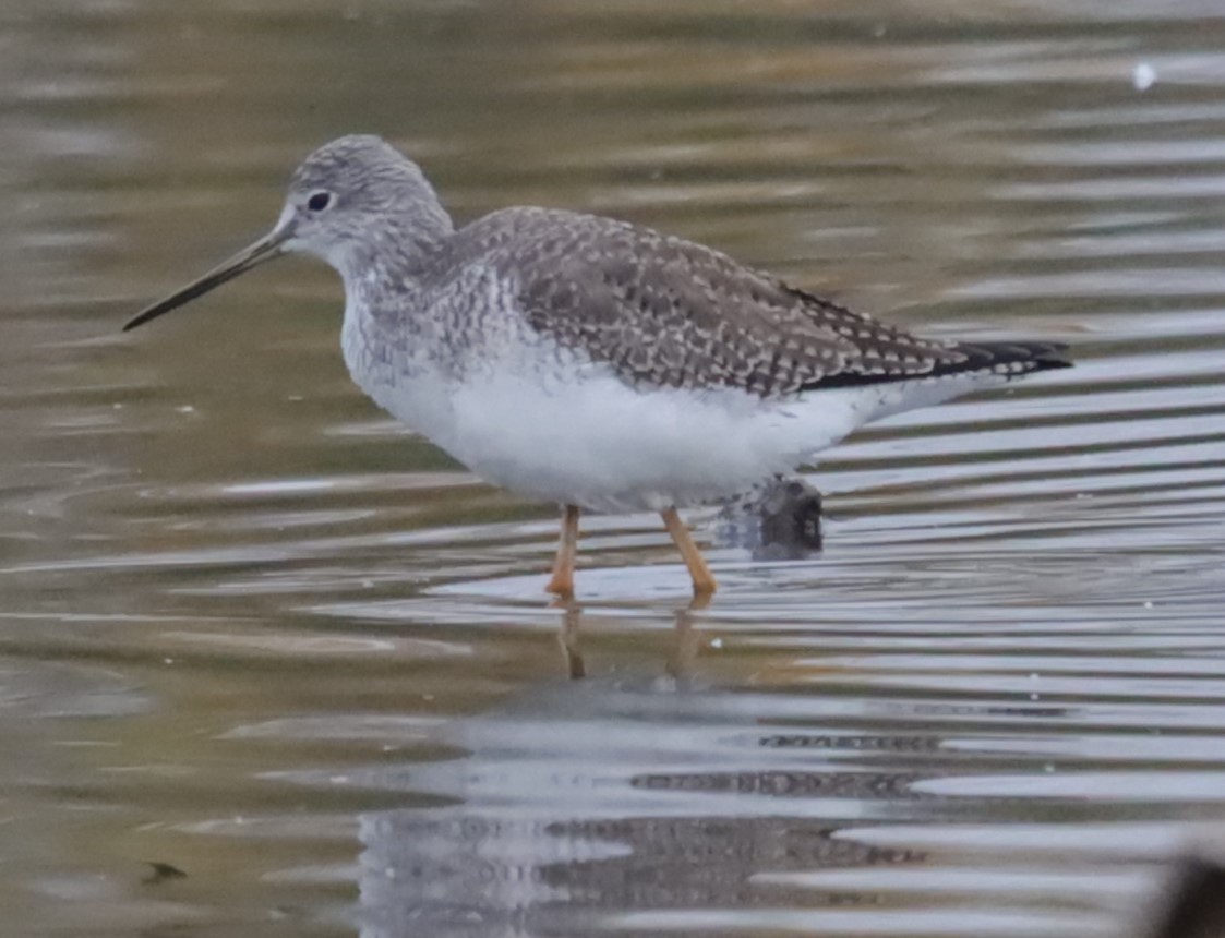 Greater Yellowlegs - ML646199399