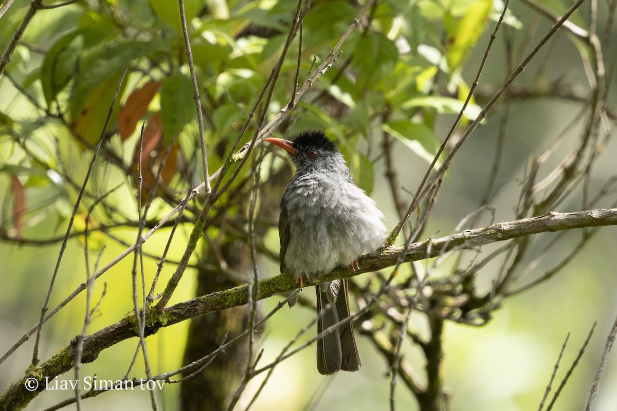 Square-tailed Bulbul (Sri Lanka) - ML646199400