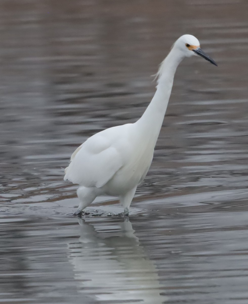 Snowy Egret - ML646199401