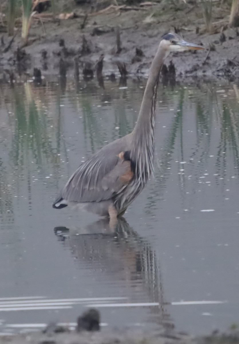 אנפה אמריקנית - ML646199402