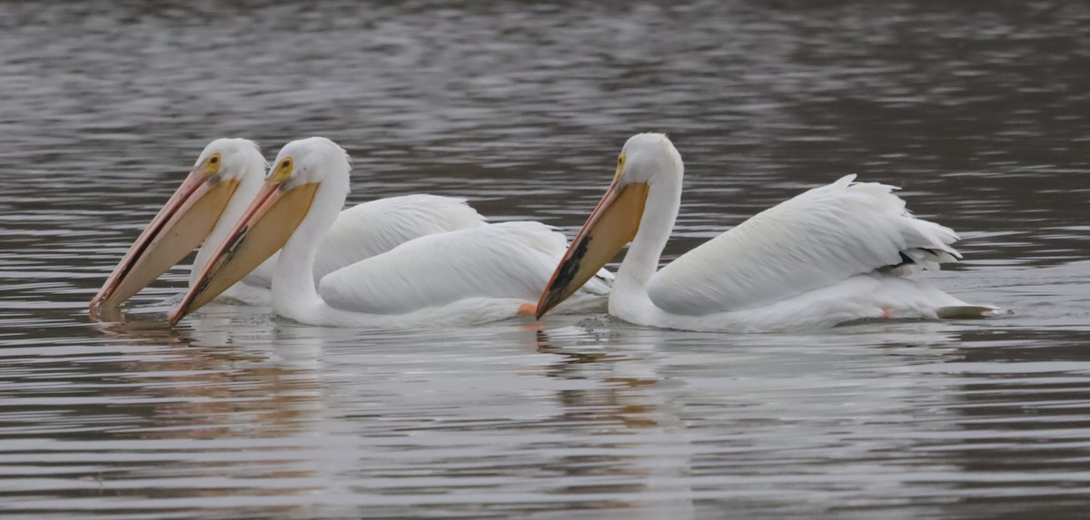 שקנאי אמריקני - ML646199404