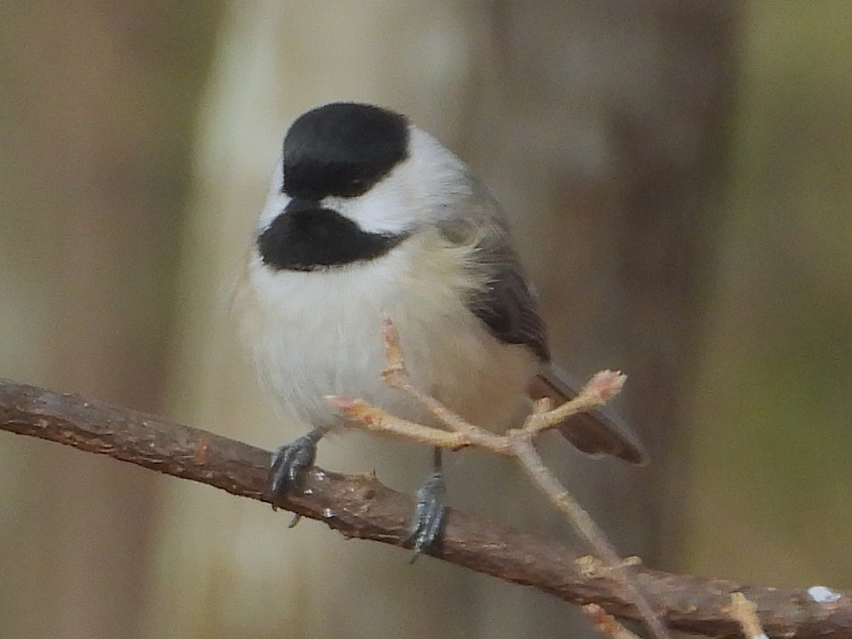 Carolina Chickadee - ML646199405