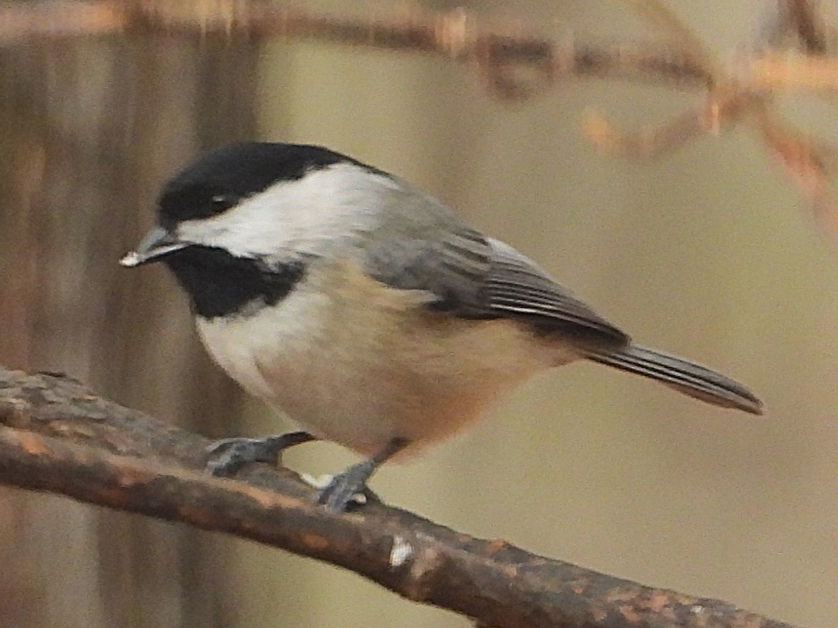 Carolina Chickadee - ML646199406