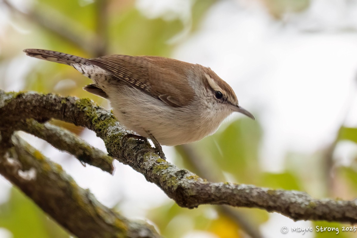 Bewick's Wren - ML646199407